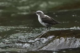 Cinclus leucocephalus