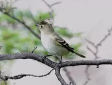 Elaenia albiceps