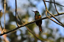 Galbula tombacea