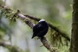 Pseudopipra pipra