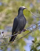 Patagioenas leucocephala