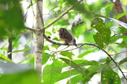Malacoptila fusca