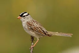 Zonotrichia leucophrys