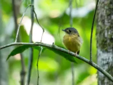 Platyrinchus platyrhynchos