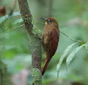 Dendrocincla merula