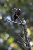 Galbalcyrhynchus leucotis