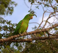 Psittacara leucophthalmus