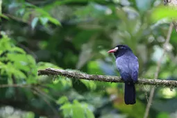 Monasa morphoeus
