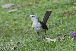 Campylorhynchus albobrunneus