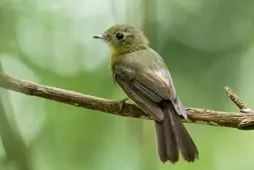 Myiobius barbatus