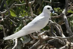 Gygis alba