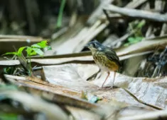 Myrmothera fulviventris