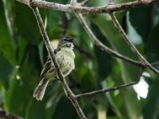Ornithion inerme