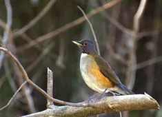 Turdus albicollis