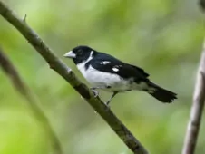 Sporophila fringilloides