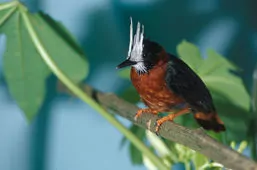 Pithys albifrons