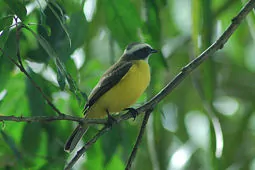 Conopias albovittatus
