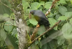 Parabuteo leucorrhous