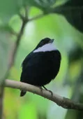 Corapipo altera