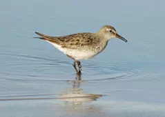 Calidris fuscicollis