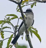 Sirystes albocinereus