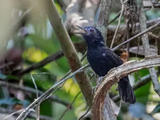 Akletos melanoceps
