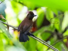 Thamnophilus aethiops