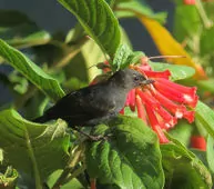 Diglossa albilatera