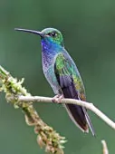 Urochroa leucura