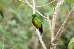 Pharomachrus fulgidus