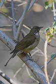 Turdus assimilis