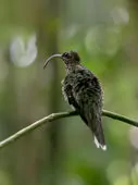 Eutoxeres aquila