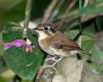 Platyrinchus mystaceus
