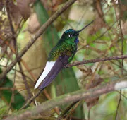 Coeligena phalerata