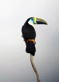 Ramphastos tucanus