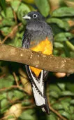 Trogon chionurus
