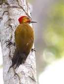 Piculus leucolaemus