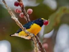 Euphonia minuta