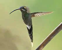 Phaethornis yaruqui