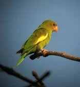 Brotogeris versicolurus