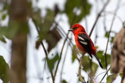 Piranga leucoptera