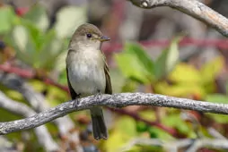 Empidonax traillii