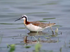 Phalaropus tricolor