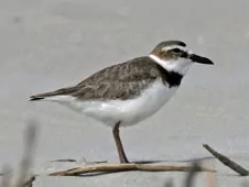 Charadrius wilsonia