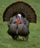 Meleagris gallopavo (Domestic type)