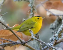 Cardellina pusilla