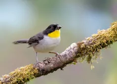 Atlapetes albinucha