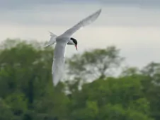 Sterna hirundo/paradisaea