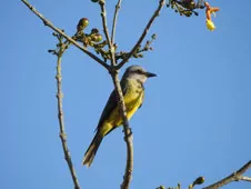 Tyrannus melancholicus/couchii