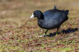 Fulica americana